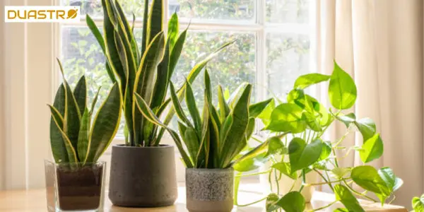 Astro Plants for Energy